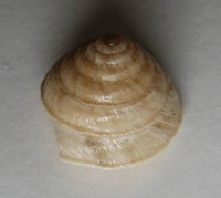 Trochidea elegans , Gmelin, 1791